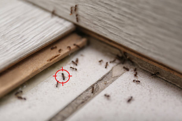 Best Wasp Removal Services  in Henrietta, TX