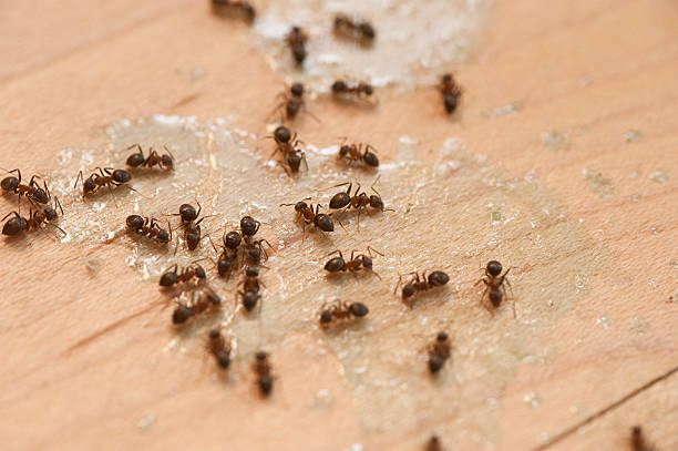 Best Spider Control Near Me  in Henrietta, TX