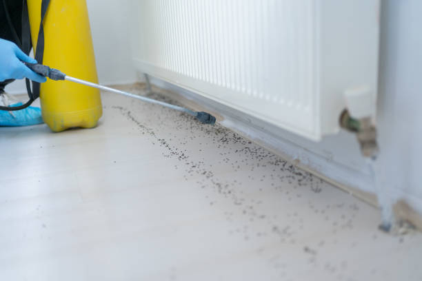 Best Pest Prevention Services  in Henrietta, TX
