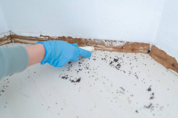 Best Bed Bug Extermination  in Henrietta, TX